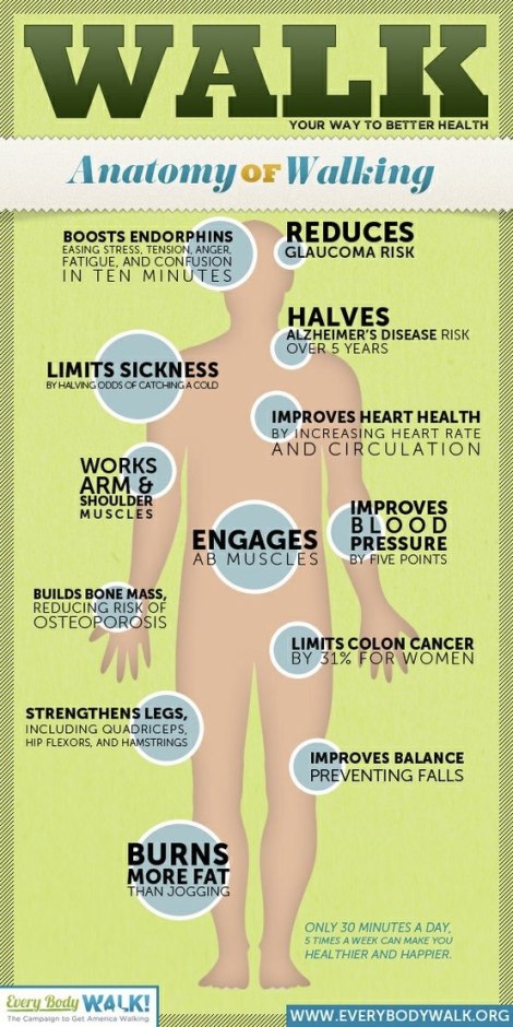 Infographic Anatomy of Walking